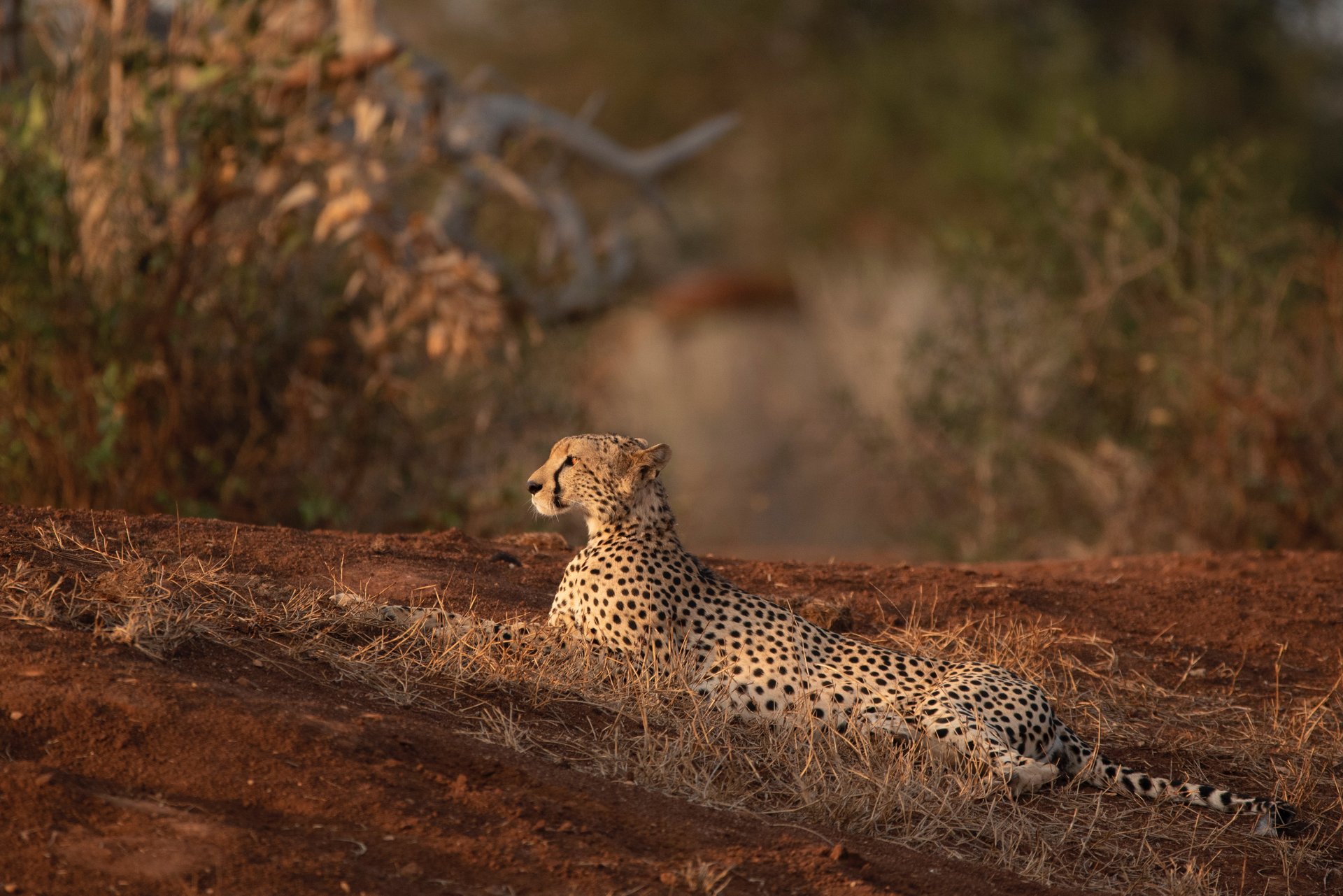 A cheetah resting on a termite mound in golden hour light, watching the plains