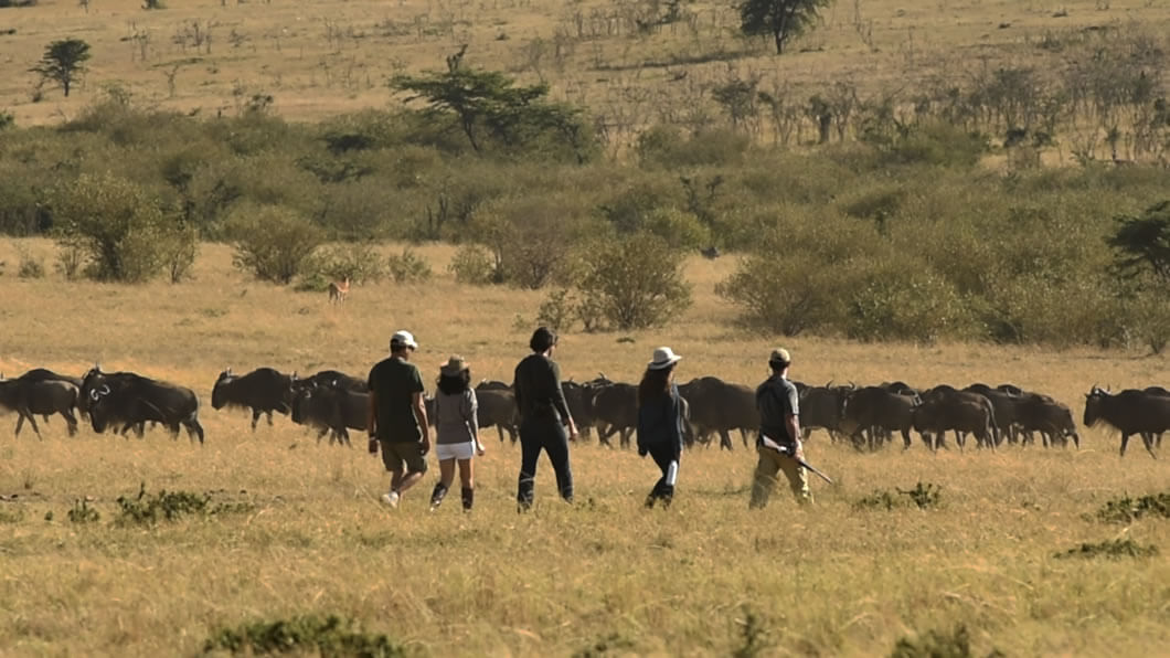 Guests walking in line with an armed guide through open savanna