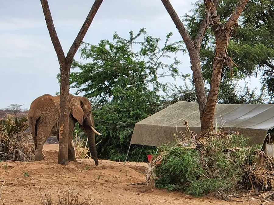 Elephant in the red-dust landscape of Tsavo West