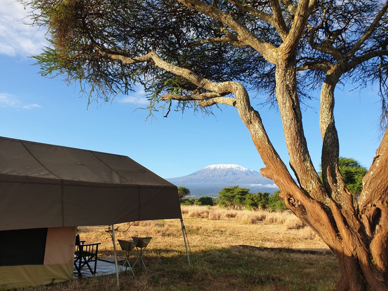 Nigel Archer Safaris Mobile Camp tent under an acacia with Mt. Kilimanjaro on the horizon