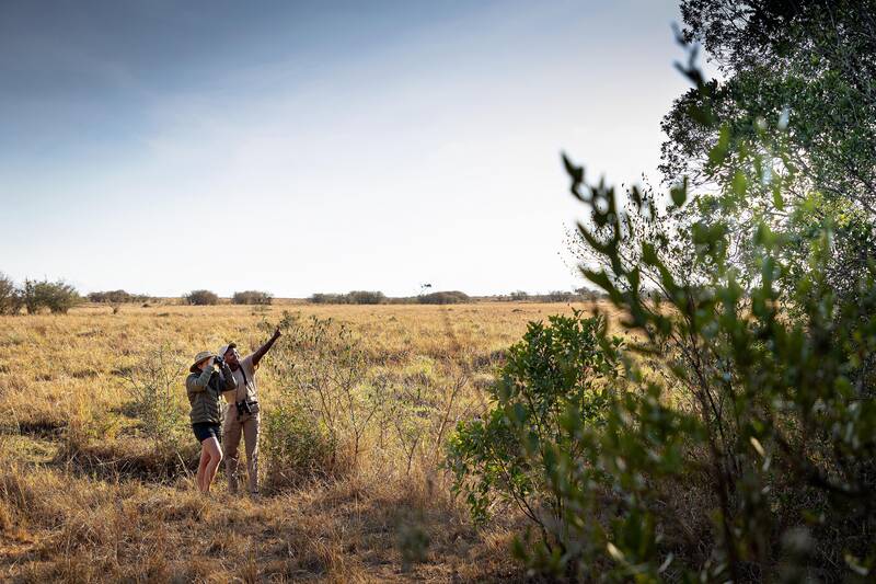 Two guests with binoculars, scanning the plains