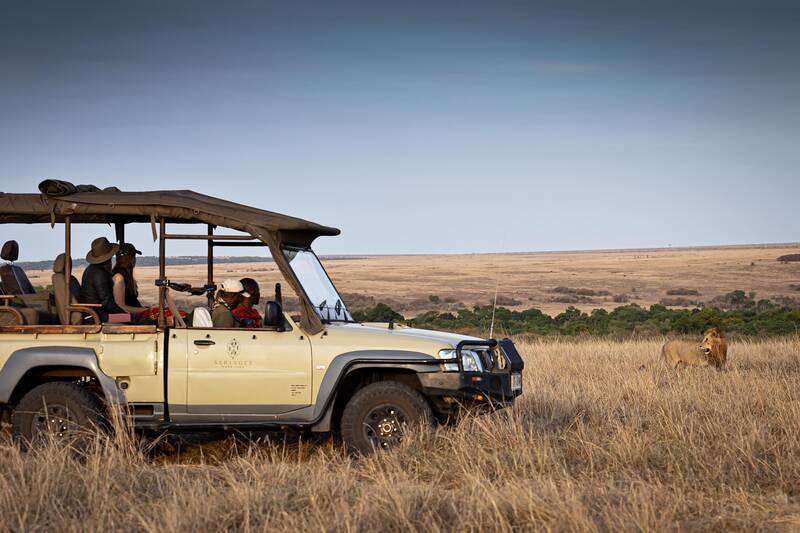 Guests in an open game vehicle, a male lion in the grass alongside