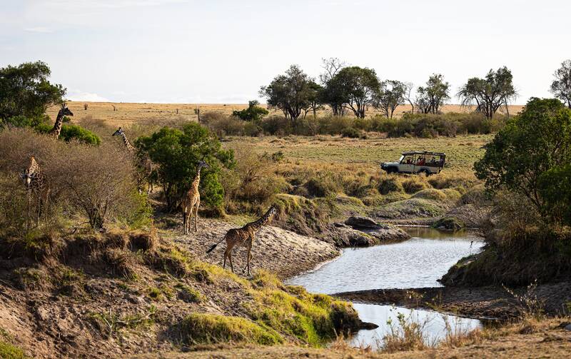 Giraffe at a Mara stream, a game vehicle waiting beyond