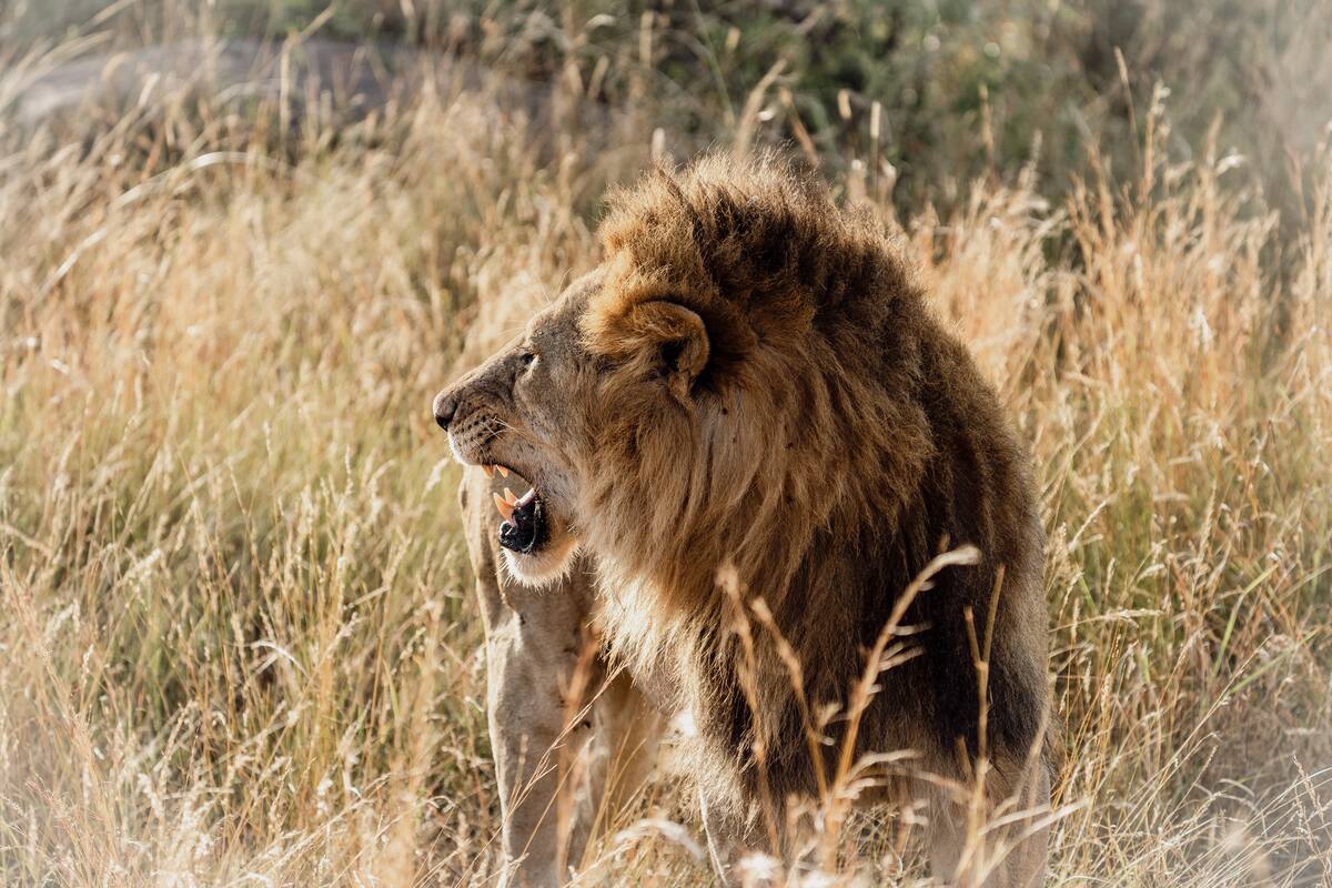 A male lion calling from the long golden grass