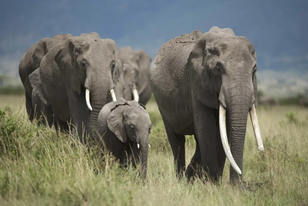 A family group of elephants walking through the long grass in Kenya