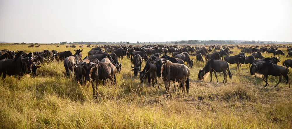 Wildebeest crossing the Serengeti plains on the great migration