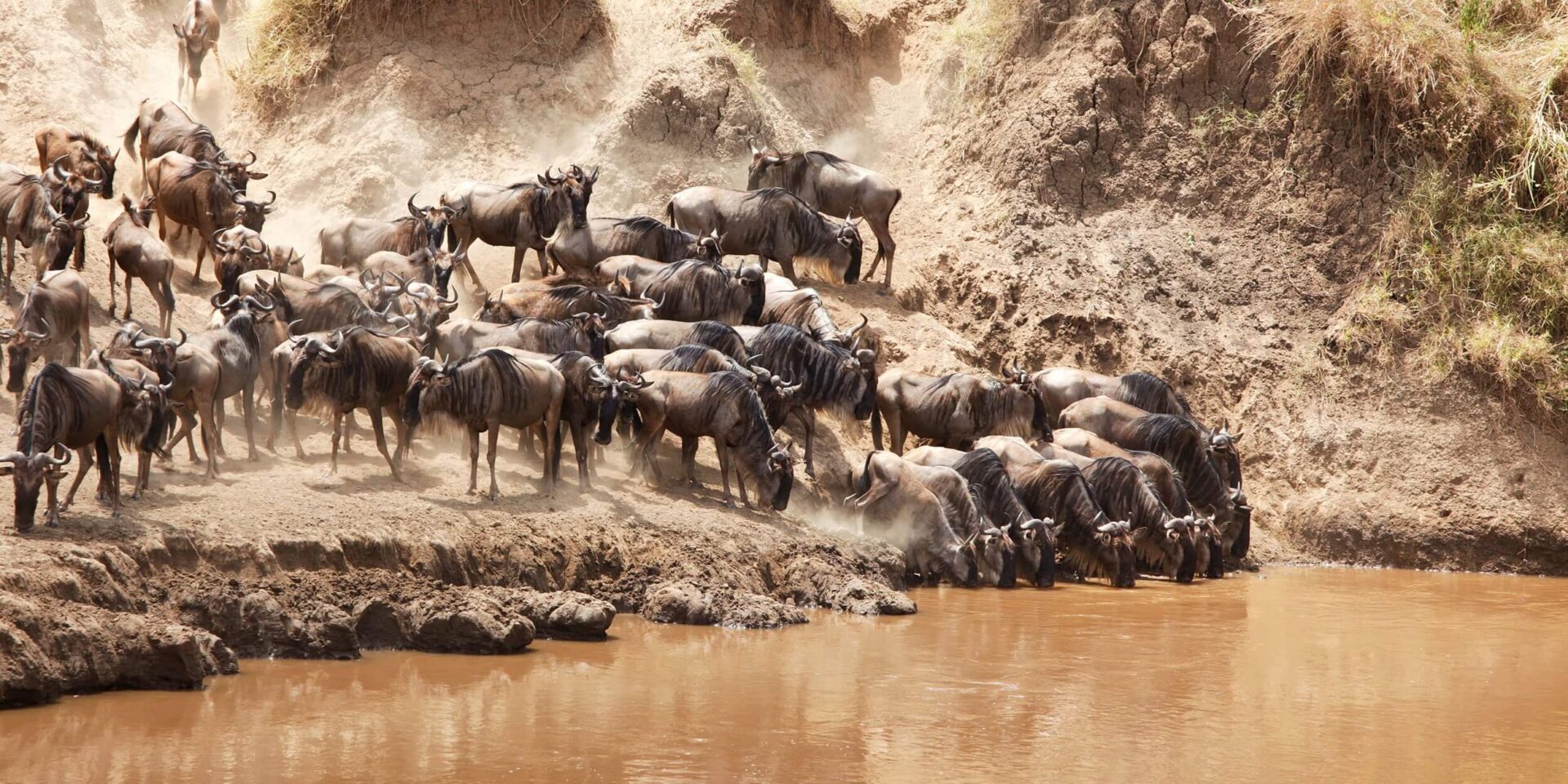 Migration crossing